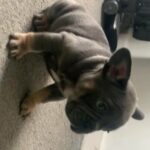 Blue And Tan French Bulldog Female in Glasgow