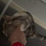 Gorgeous Scottish Fold/straight Kitten in London