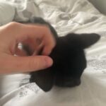 All Black Male Kitten in London