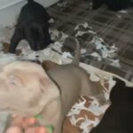 Athletic XL Bullies in Newark and Sherwood