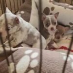last lilac chihuahua boy left in Newcastle