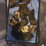 Reduced Cane Corso X Bandogge Pups Only 2 Left in Caerphilly