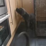 Cane corso in Coventry