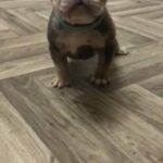 French Bulldog Fluffy Carrier Puppies ? in Liverpool