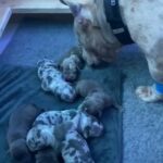 Pocket Bullies ABKC in Cheshire East