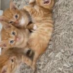 Beautiful Ginger Kittens in County Durham