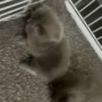 British Long Hair Cats in Walsall