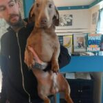 miniature dachshund adult boy in Staffordshire