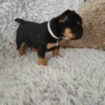 English x French bulldogs still available in Kingston upon Hull