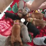 English x French bulldogs (freelance/frenglish bulldogs) in Kingston upon Hull
