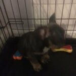 French Bulldog Puppy Hugo in Thurrock