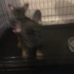 French Bulldog Puppy Bella in Thurrock