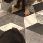 French Bulldog Puppy Hugo in Thurrock