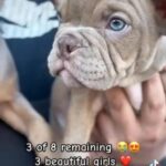 Micro Exotic Bully’s in Dudley