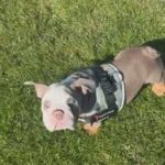 Bulldog Puppy in Doncaster