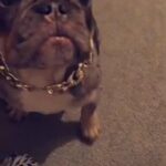 Female Frenchie in Wolverhampton