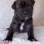 Quality Mastiff Puppies in Knowsley