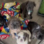 All For Sale Fluffy French Bulldogs in Wolverhampton