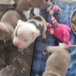 Pocket American Bullys in Leicester
