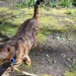 Bengal for stud duties only in Poole