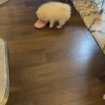 pomeranian teddy bear ? Female in London
