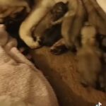 Pug Puppies REDUCED in Kingston upon Hull