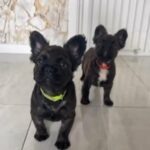2 Black Brindle Twins in Wolverhampton
