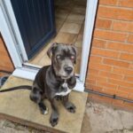 cane corso in Bassetlaw