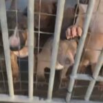 Male XL Bully in Cheshire East