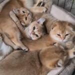 Excellent pedigree golden shaded kittens in Norfolk