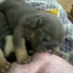 Outstanding English Bulldogs in Somerset