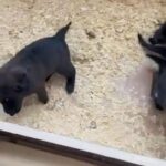 German Shepherd Puppies in Staffordshire