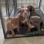 Olde English Bulldogge Pups One Girl Left in London