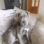 Cane corso puppy in Coventry