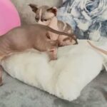 Sphynx Little ? Kittens in Derby