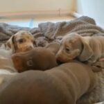 Outstanding Mini Dachshunds in Nottingham