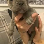 3 Male Frenchies in Birmingham