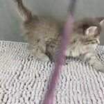 Maine Coon kitten blue tabby girl in Wakefield