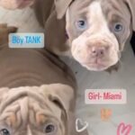 Tank Blue Eyed Boy Still Available in East Hertfordshire