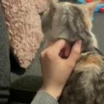 Stunning British Shorthaired Female Kitten in London