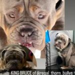 King Bruce Of Regal Thorn Bullys Available For Stud in East Hertfordshire