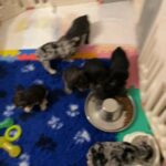 Rainbow Litter French Bulldogs in Birmingham