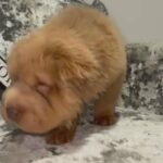 Ready Now ❤️ Lilac & Tan Bear Coat Boy Kc Registered in London