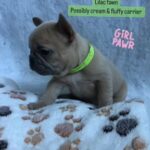 Beautiful Frenchie Puppy in Barnsley