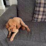 Kc Registered Miniature Poodle in Redditch