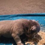 blue and tan bulldog puppy for sale in Barrow-in-Furness