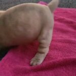 bulldog puppy for sale in Barrow-in-Furness