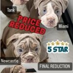 Last 2 Blue eyed Bulldog Pups Ready To Go in East Hertfordshire