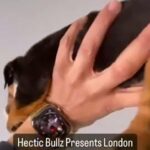 British bulldog puppy in London