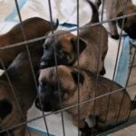 Belgian Shepherd puppies in West Norfolk